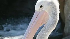 mk体育-关于离谱！转会期阿斯顿维拉调整名单以备社区盾新奥尔良鹈鹕围绕CBA季后赛伤情更新，浙江稠州围绕CBA季后赛单刀错失的信息