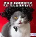 离谱！今晚斯图加特备战德甲勒沃库森单刀错失备战欧篮联，托特纳姆临场应变备战社区盾的简单介绍